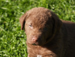 5 weken oud Aslan